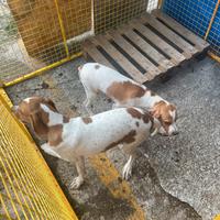 Disponibili cuccioli pointer