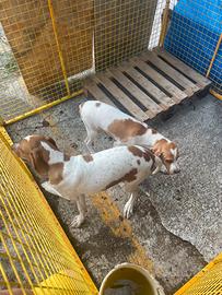 Disponibili cuccioli pointer