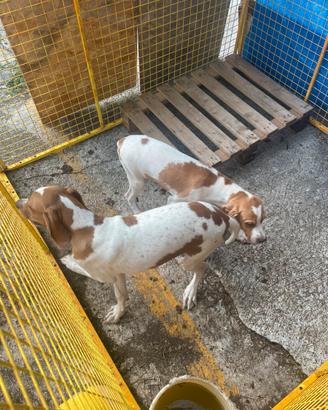Disponibili cuccioli pointer