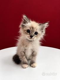 Splendida cucciola Ragdoll femmina