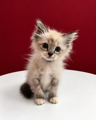 Splendida cucciola Ragdoll femmina