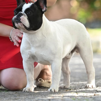 Bulldog francese per monta