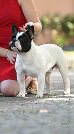 Bulldog francese per monta