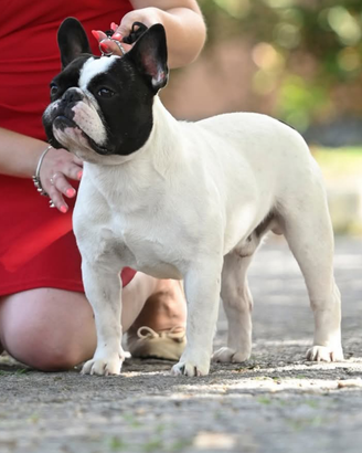 Bulldog francese per monta