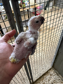 Parrocchetti canuri Palermo e provincia