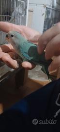 Inseparabili allevati a mano
