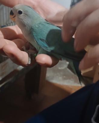 Inseparabili allevati a mano
