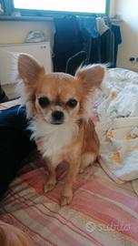 Chihuahua