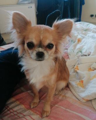 Chihuahua