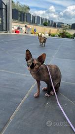Gatto sphynx 4 anni