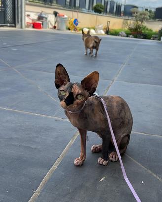 Gatto sphynx 4 anni