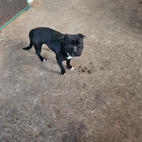Staffordshire bull terrier