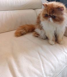 Gatto persiano