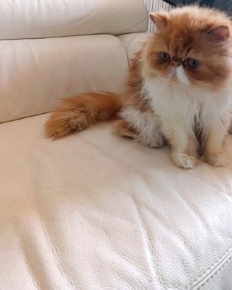 Gatto persiano