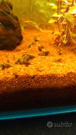 Melanoides tubercolata - lumachina d'acquario