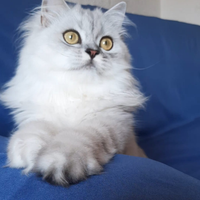 Cucciolo British longhair con pedigree
