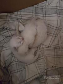 Gattini simil siamesi