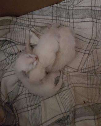 Gattini simil siamesi