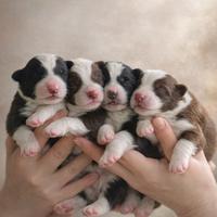 Cuccioli di Border Collie