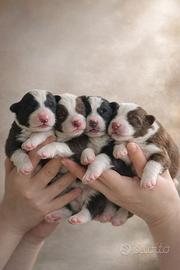 Cuccioli di Border Collie