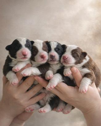Cuccioli di Border Collie