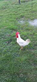 Gallo