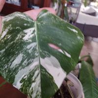 tagliò foglia monstera deliziosa albo variegiata 