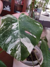 tagliò foglia monstera deliziosa albo variegiata 