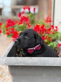 Labrador Retriever con pedigree