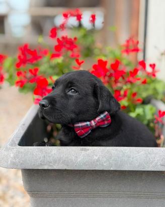 Labrador Retriever con pedigree