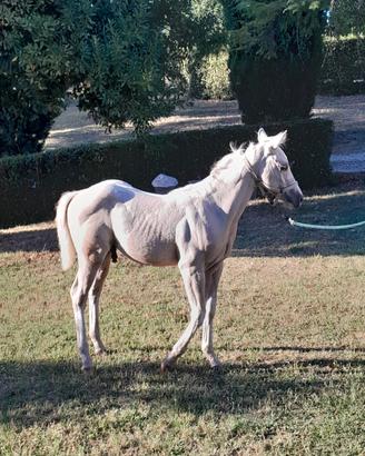 Puledri quarter horse