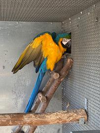 Ara ararauna coppia