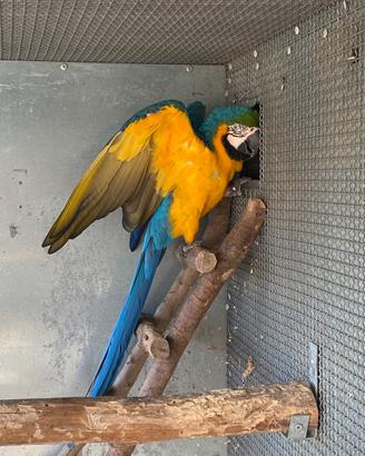 Ara ararauna coppia