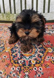 Yorkshire terrier pedigree Enci