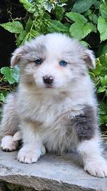 Border collie cucciola pedigree
