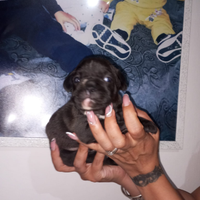 Bulldog francese