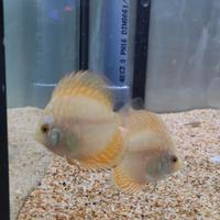 Pesce Discus Yellow piccolo