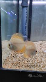 Pesce Discus Yellow piccolo