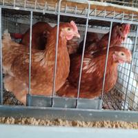 Pollastre da uova 130giorni