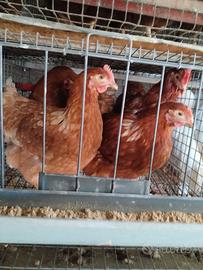 Pollastre da uova 130giorni