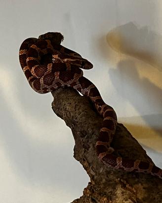 Serpente del grano