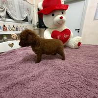 Barboncino (barbone) mini toy/toy fulvo
