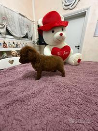 Barboncino (barbone) mini toy/toy fulvo
