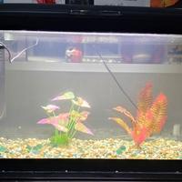 Acquario Cayman 80 Hydor-Ferplast 120L