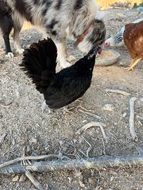 Tris bantam