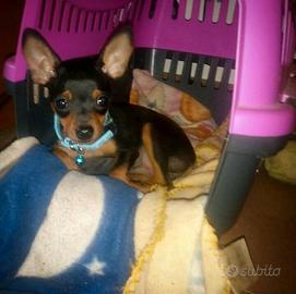 Cuccioli Pinscher Toy 