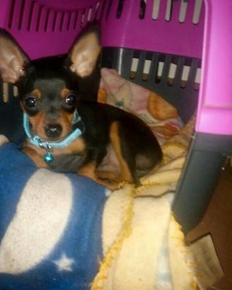 Cuccioli Pinscher Toy 