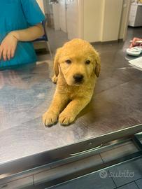 Cuccioli di Labrador