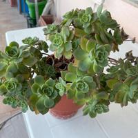 Pianta BABY Aeonium hawortii