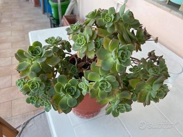 Pianta BABY Aeonium hawortii